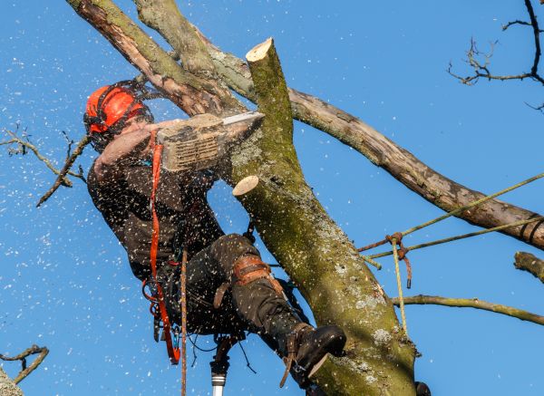 Tree Trimming Service in Richland