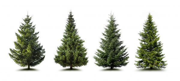 Cost of Pine Tree Trimming in Richland