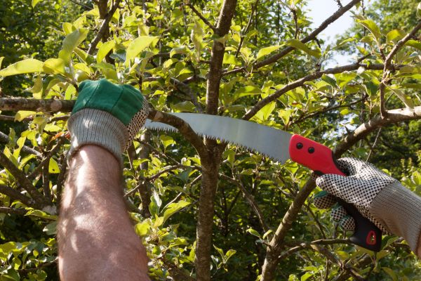 Apple Tree Trimming in Richland