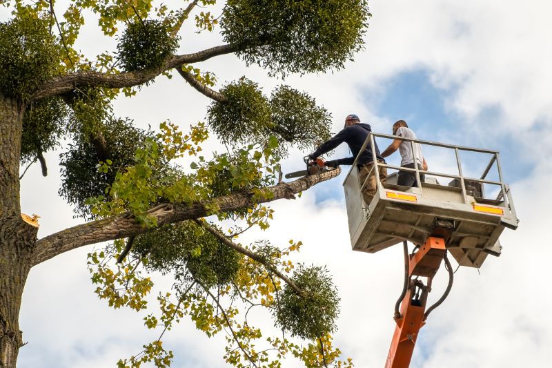 Seasonal Tree Maintenance