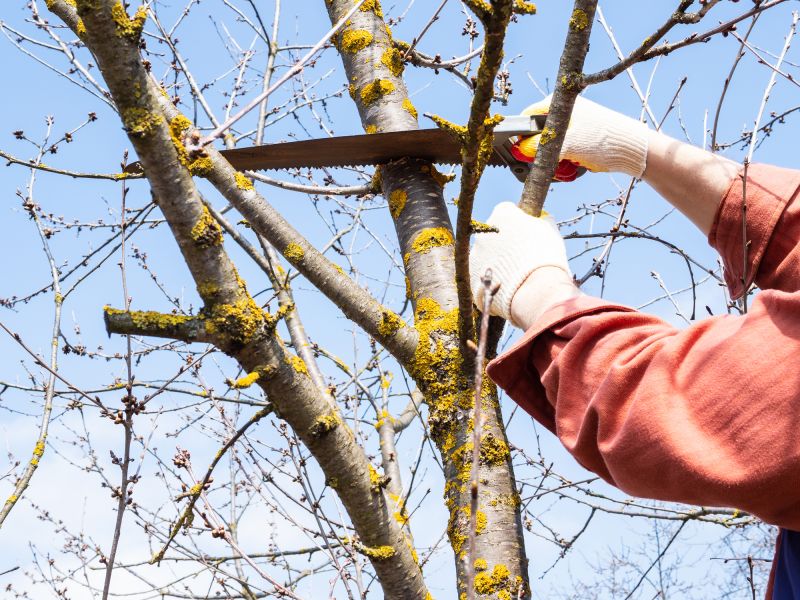 Tree Pruning Experts